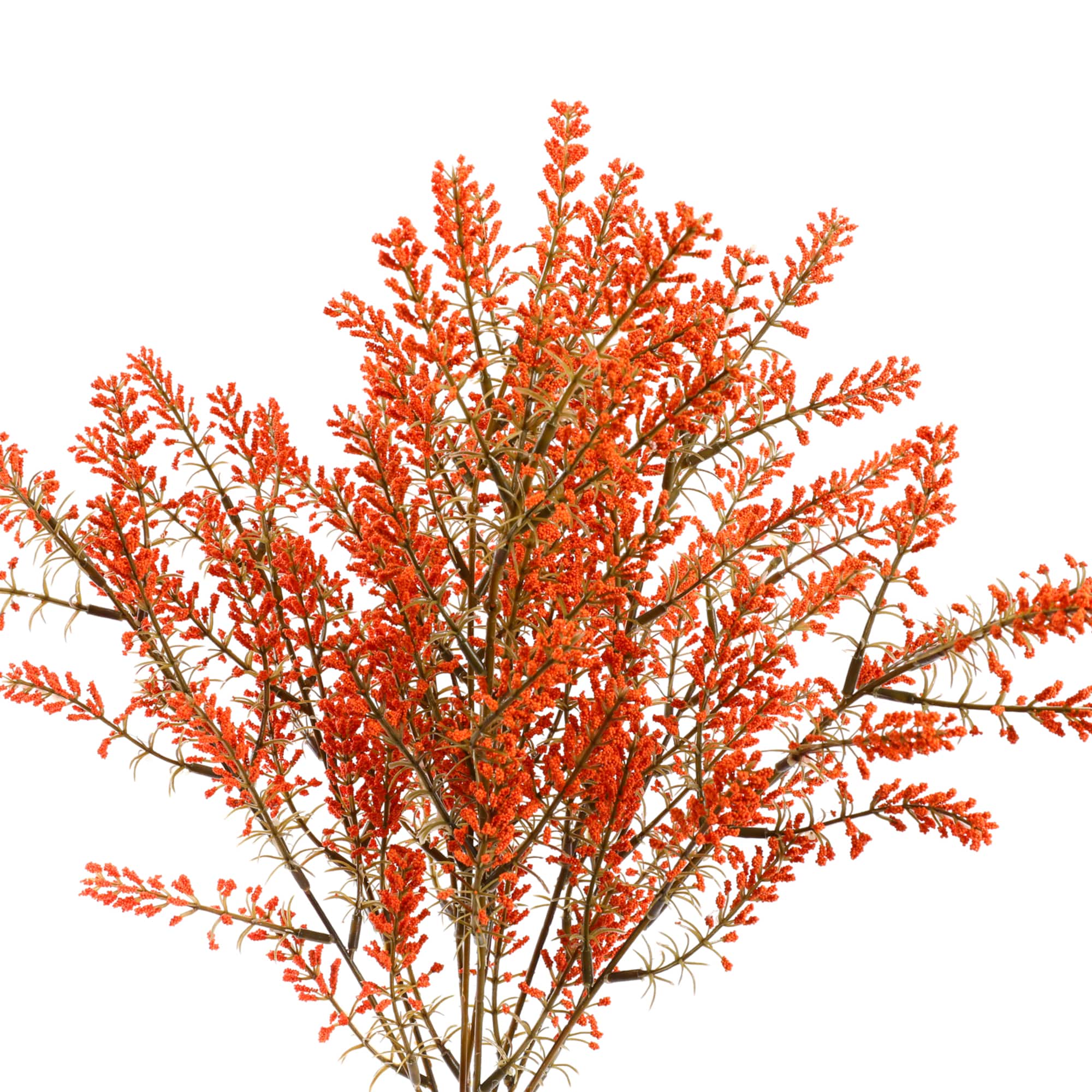 19" Berry Bush by Ashland